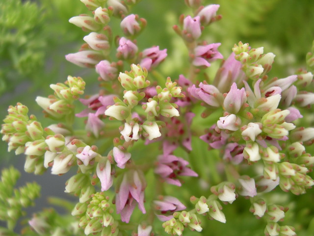 Sedum pulchellum (7)