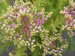 Sedum pulchellum (8)