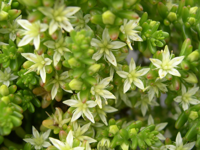 Sedum pulvinatum (5)