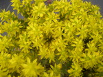 Sedum rupestre [Petrosedum rupestre] (3)