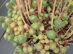 Sedum rupestre [Petrosedum rupestre] (4)