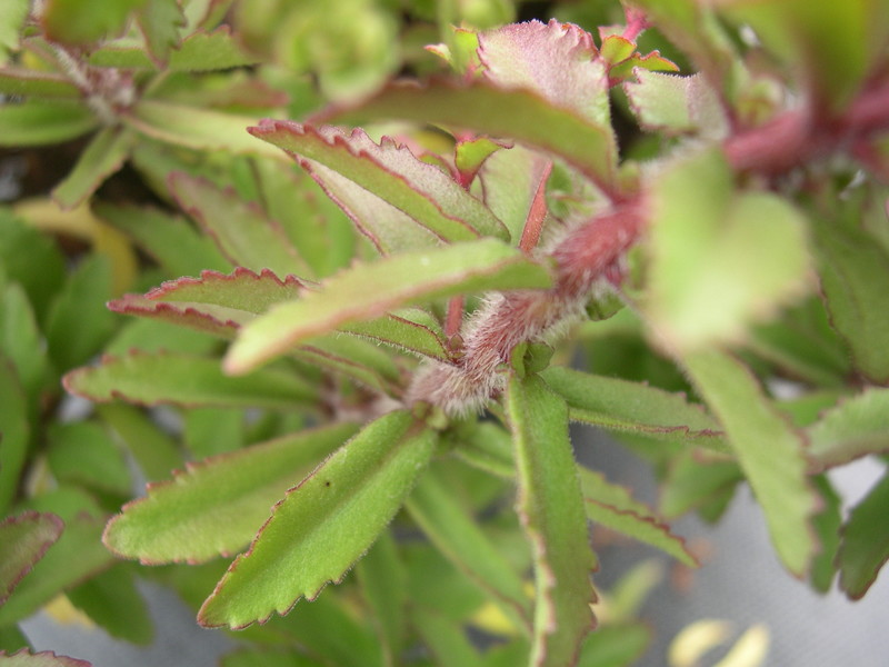 Sedum selskianum [Phedimus selskianus] (4)