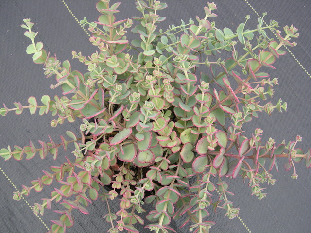 Sedum sieboldii 'October Daphne' (2) [Hylotelephium sieboldii 'October Daphne']