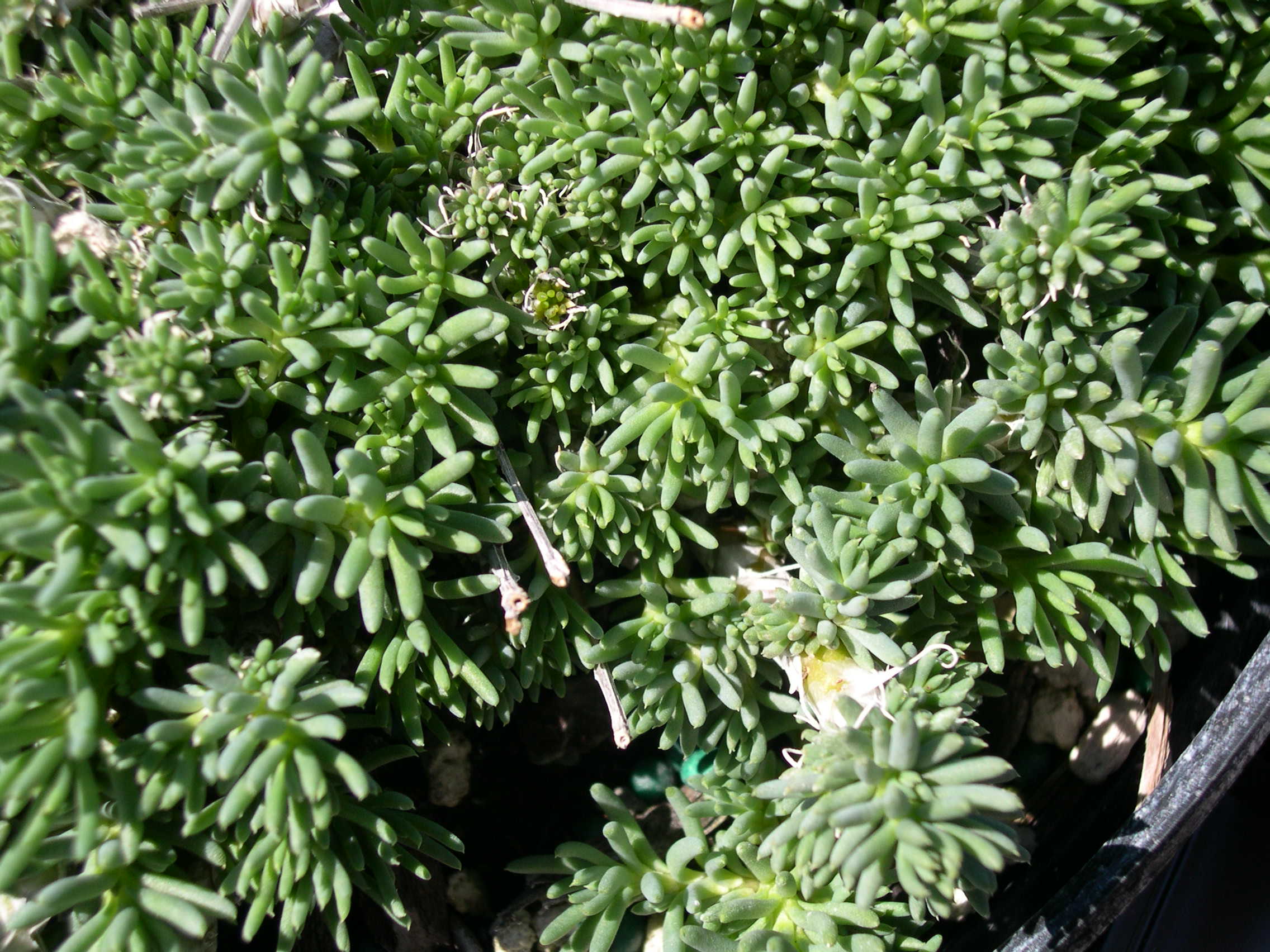 Sedum amplexicaule ibericum (3) [Petrosedum amplexicaule ibericum]