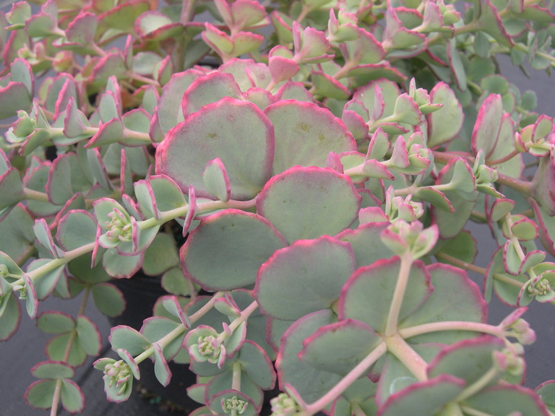 Sedum sieboldii 'October Daphne' (3) [Hylotelephium sieboldii 'October Daphne']