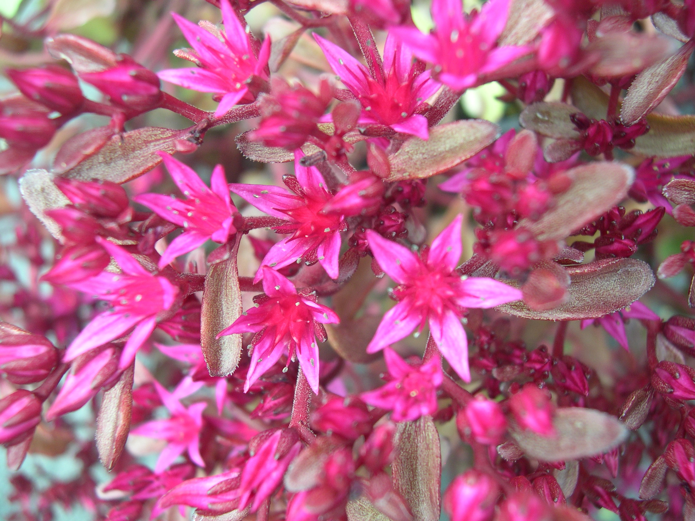 Sedum  spurium  'Voodoo' 7-10-08 (1)