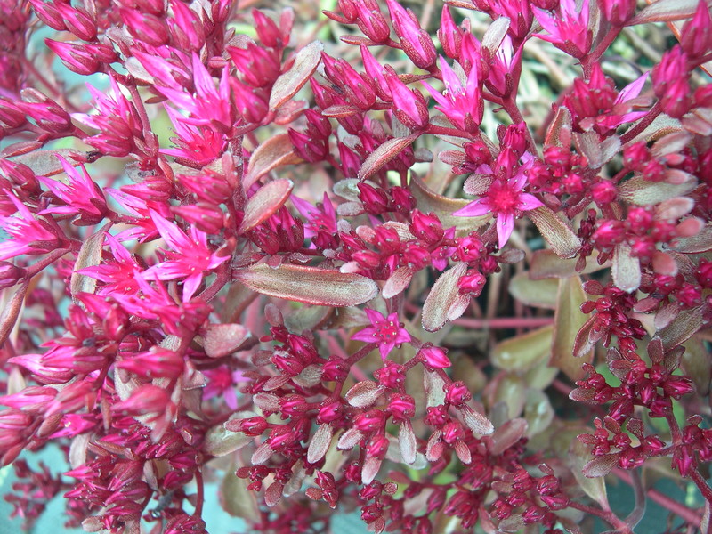 Sedum  spurium  'Voodoo' 7-10-08 (2)