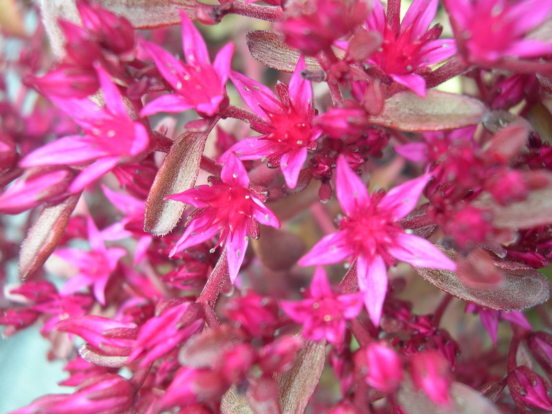 Sedum  spurium  'Voodoo' 7-10-08 (3)