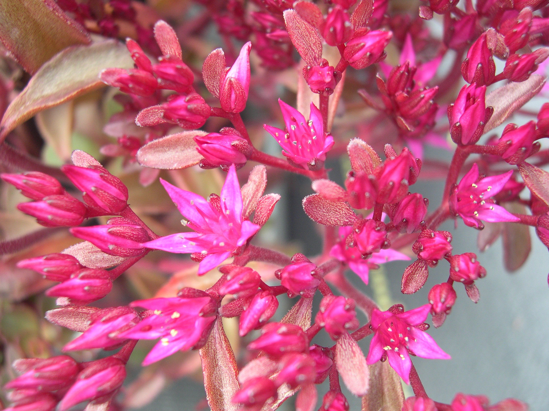 Sedum  spurium  'Voodoo' 7-10-08 (4)