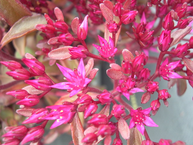 Sedum  spurium  'Voodoo' 7-10-08 (4)