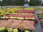 Sedum  spuriums in bud 7-10-08 (2)