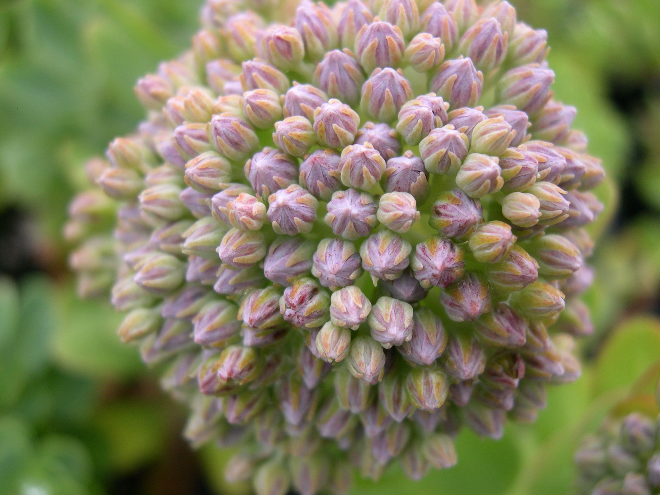 Sedum anacampseros (1) [Hylotelephium anacampseros]