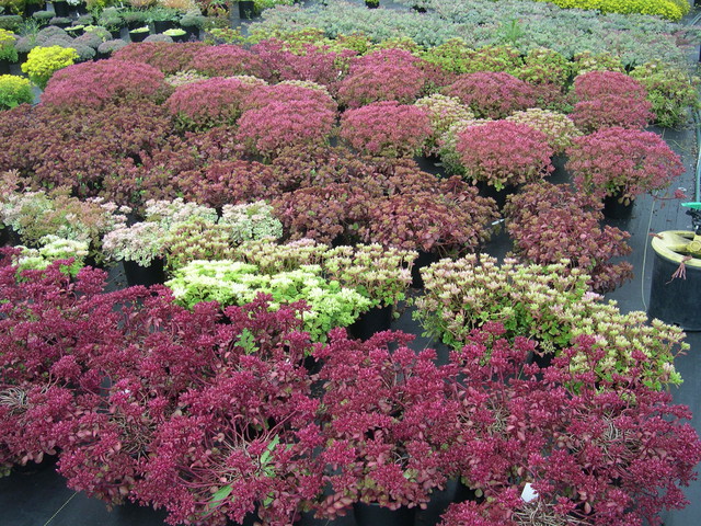 Sedum  spuriums in bud 7-10-08 (4)