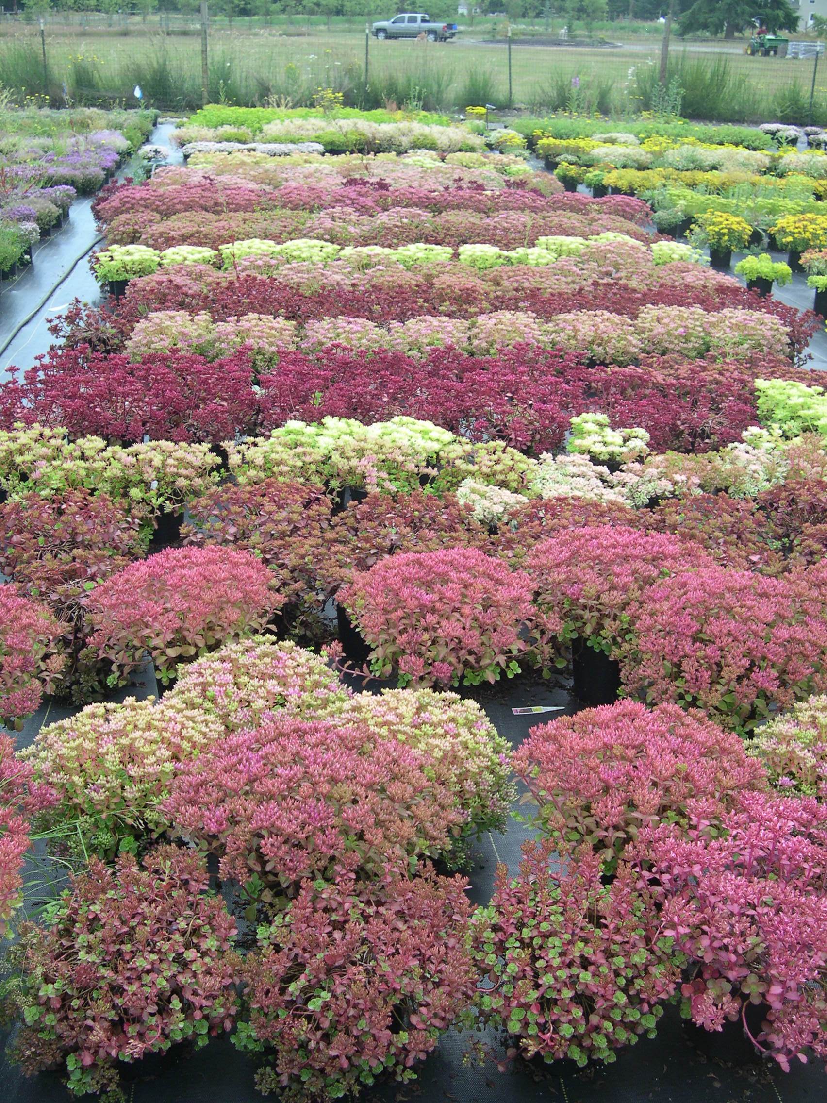 Sedum  spuriums in bud 7-10-08 (6)