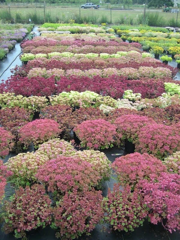 Sedum  spuriums in bud 7-10-08 (6)