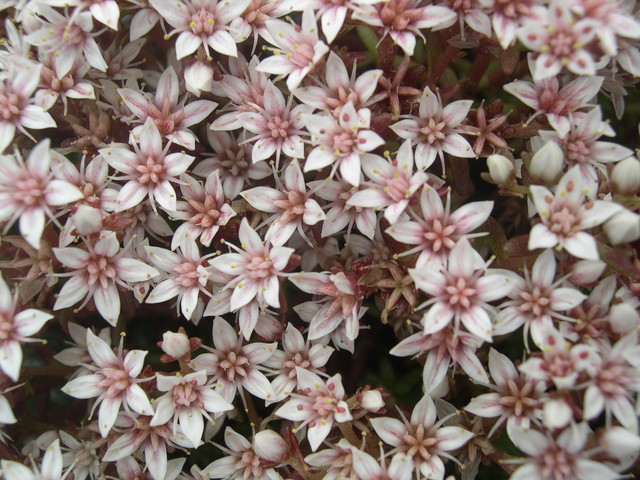 Sedum  stelliforme 7-10-08 (2)