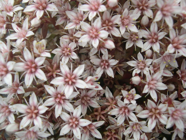 Sedum  stelliforme 7-10-08 (3)