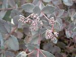 Sedum  telephium 'Vera Jameson' 7-10-08 (1)