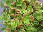 Sedum  tetractinum 7-10-08 (1)