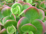 Sedum  tetractinum 7-10-08 (3)