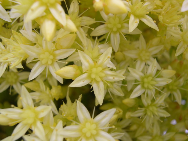 Sedum acre 'Oktoberfest' 7-10-08 (2)