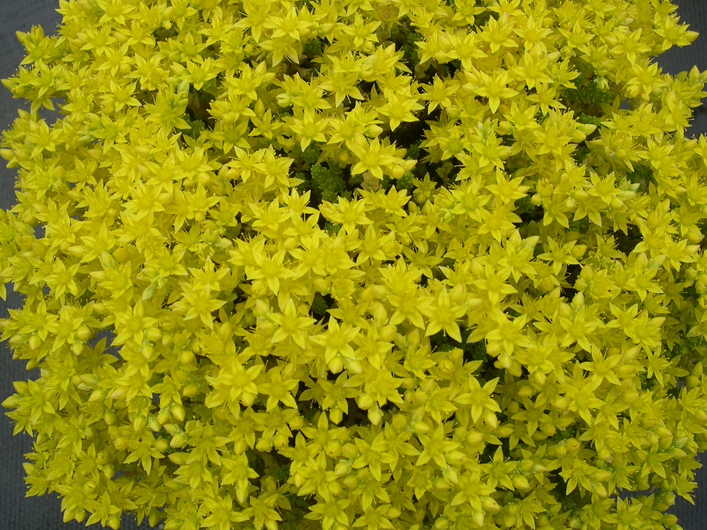 Sedum acre aureum 7-10-08 (1)