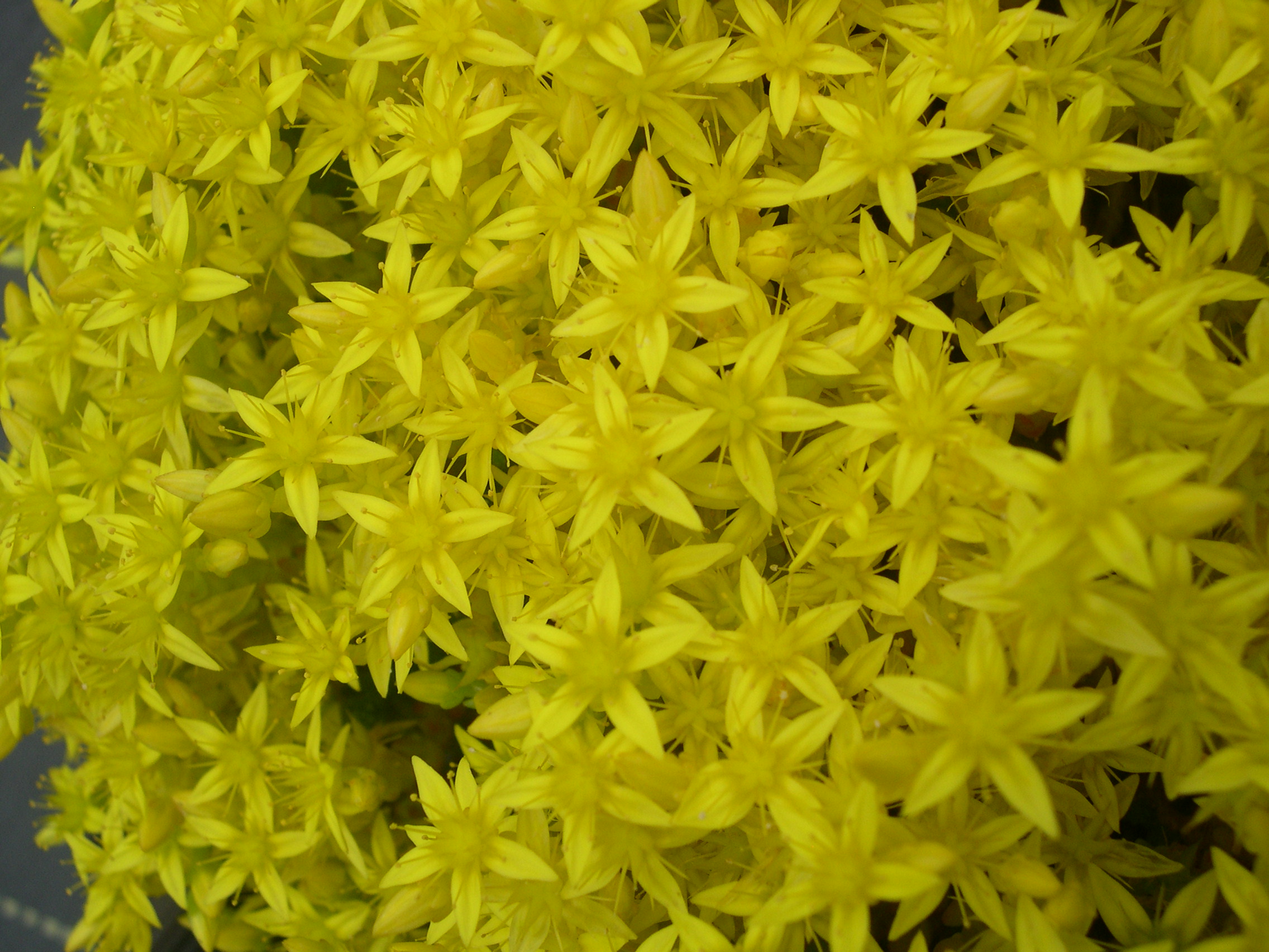 Sedum acre Gotland tetraploid 7-10-08 (1)