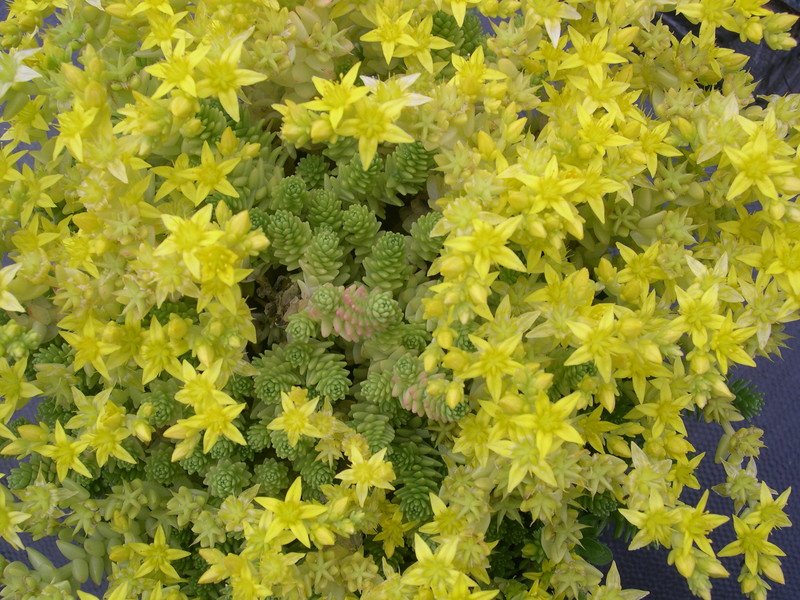 Sedum acre majus 7-10-08 (1)