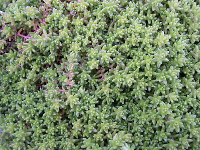 Sedum anglicum (1)