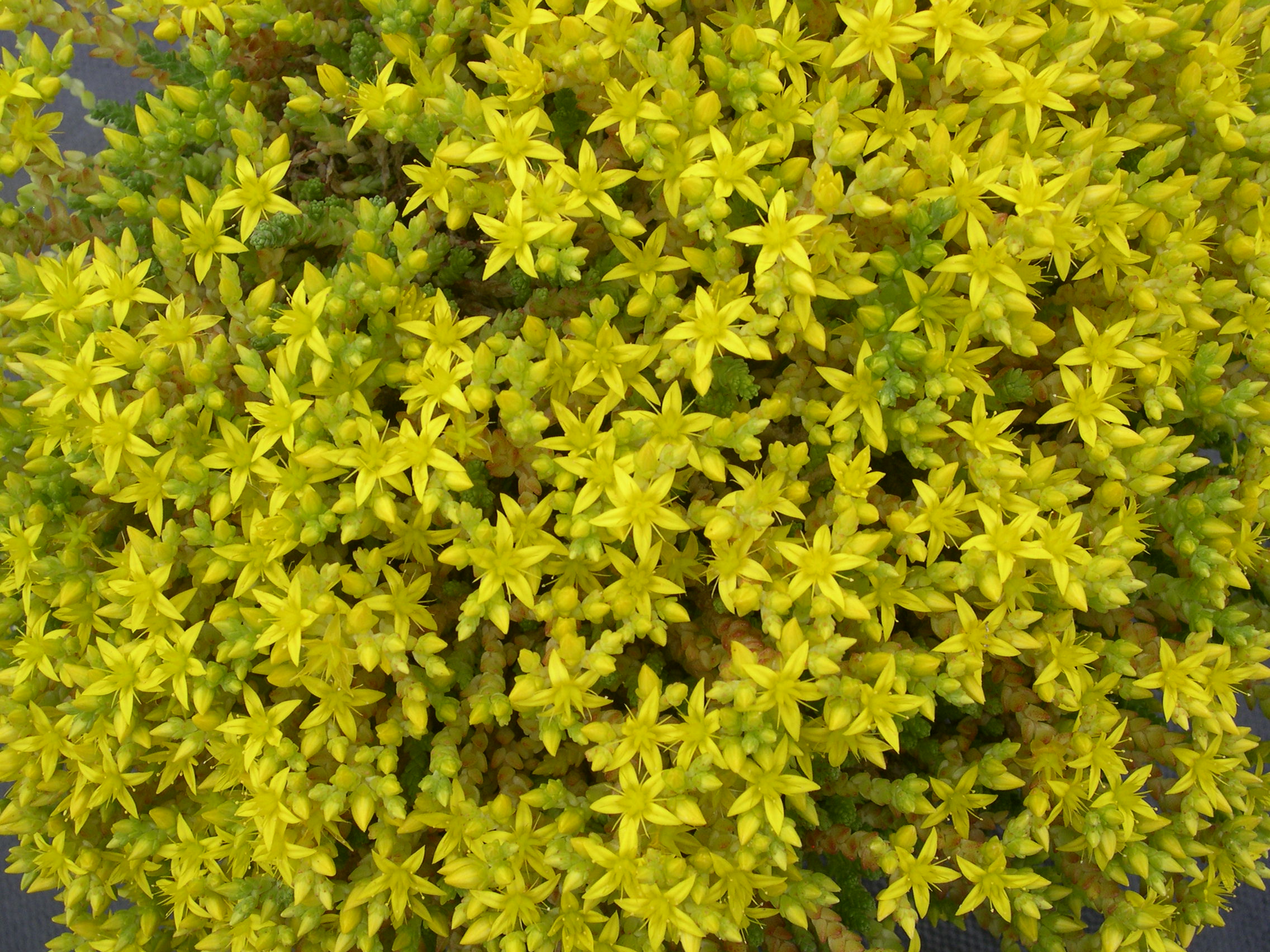 Sedum acre tetraploid 7-10-08 (1)