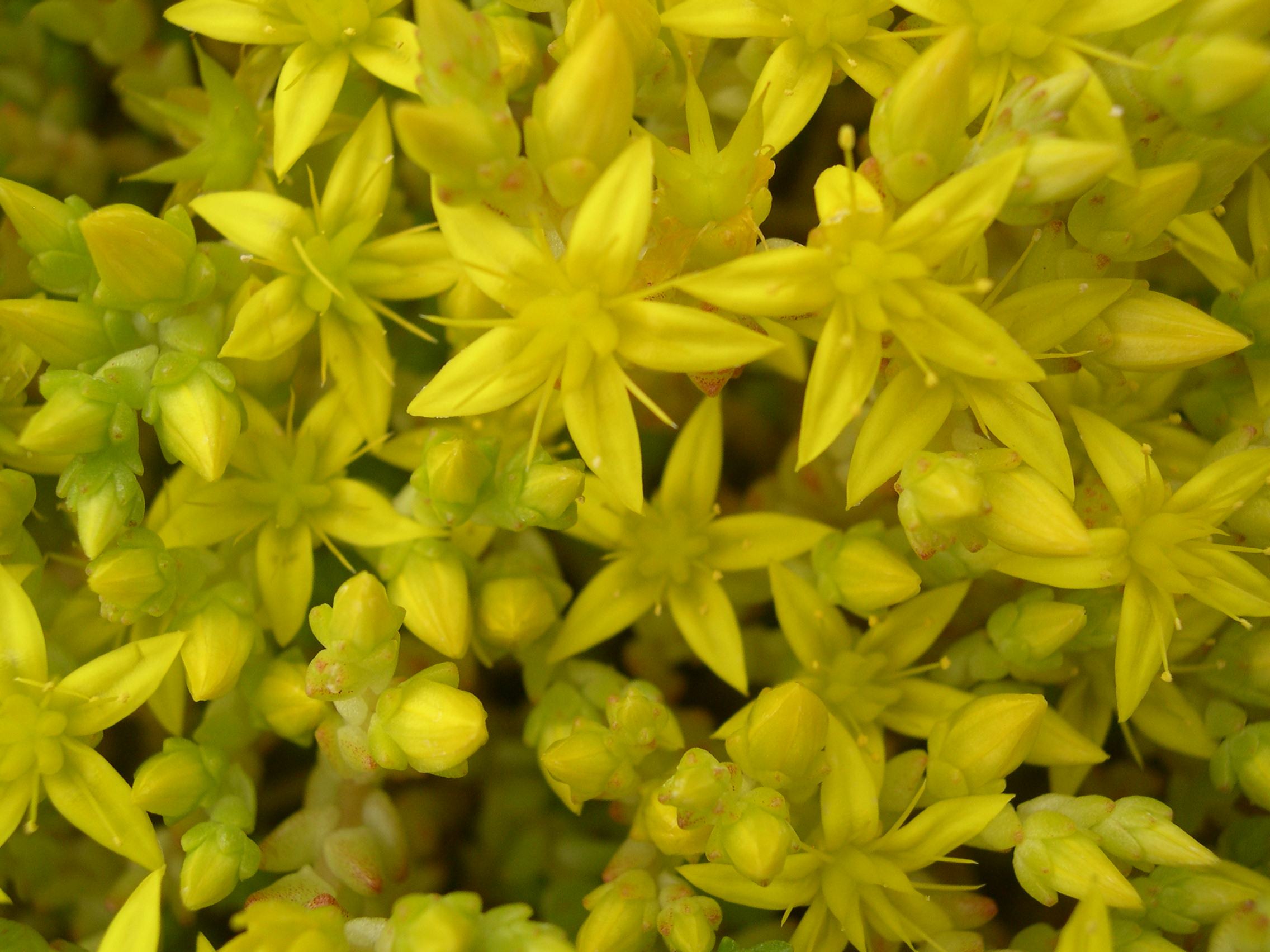 Sedum acre tetraploid 7-10-08 (2)