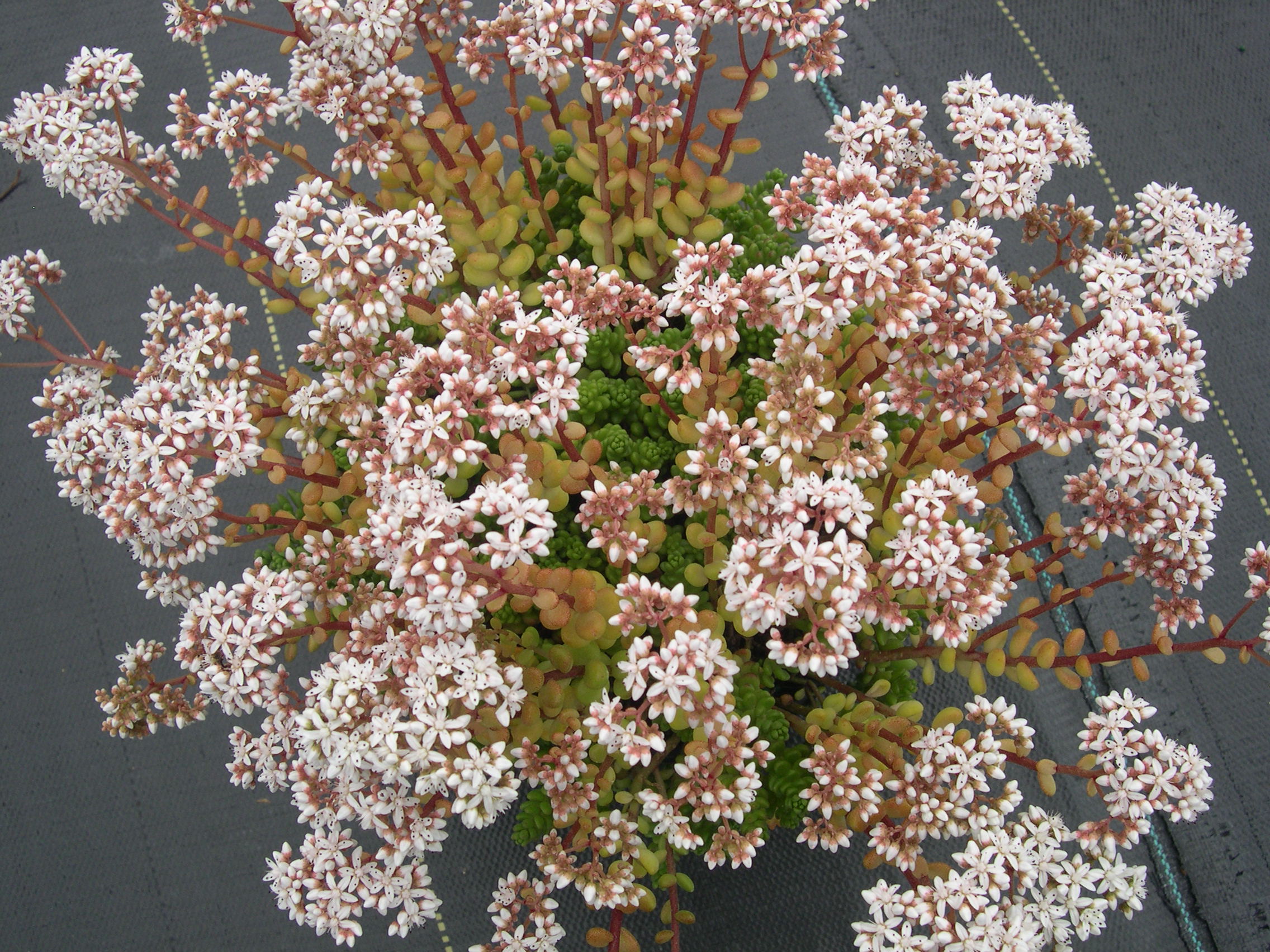 Sedum album  brevifolium 7-10-08 (1)