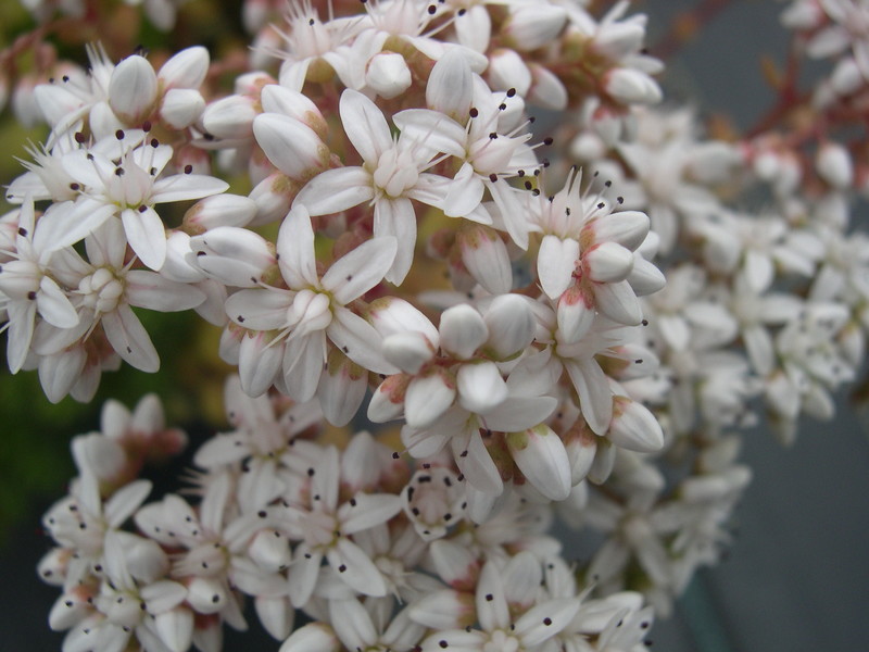 Sedum album  brevifolium 7-10-08 (2)