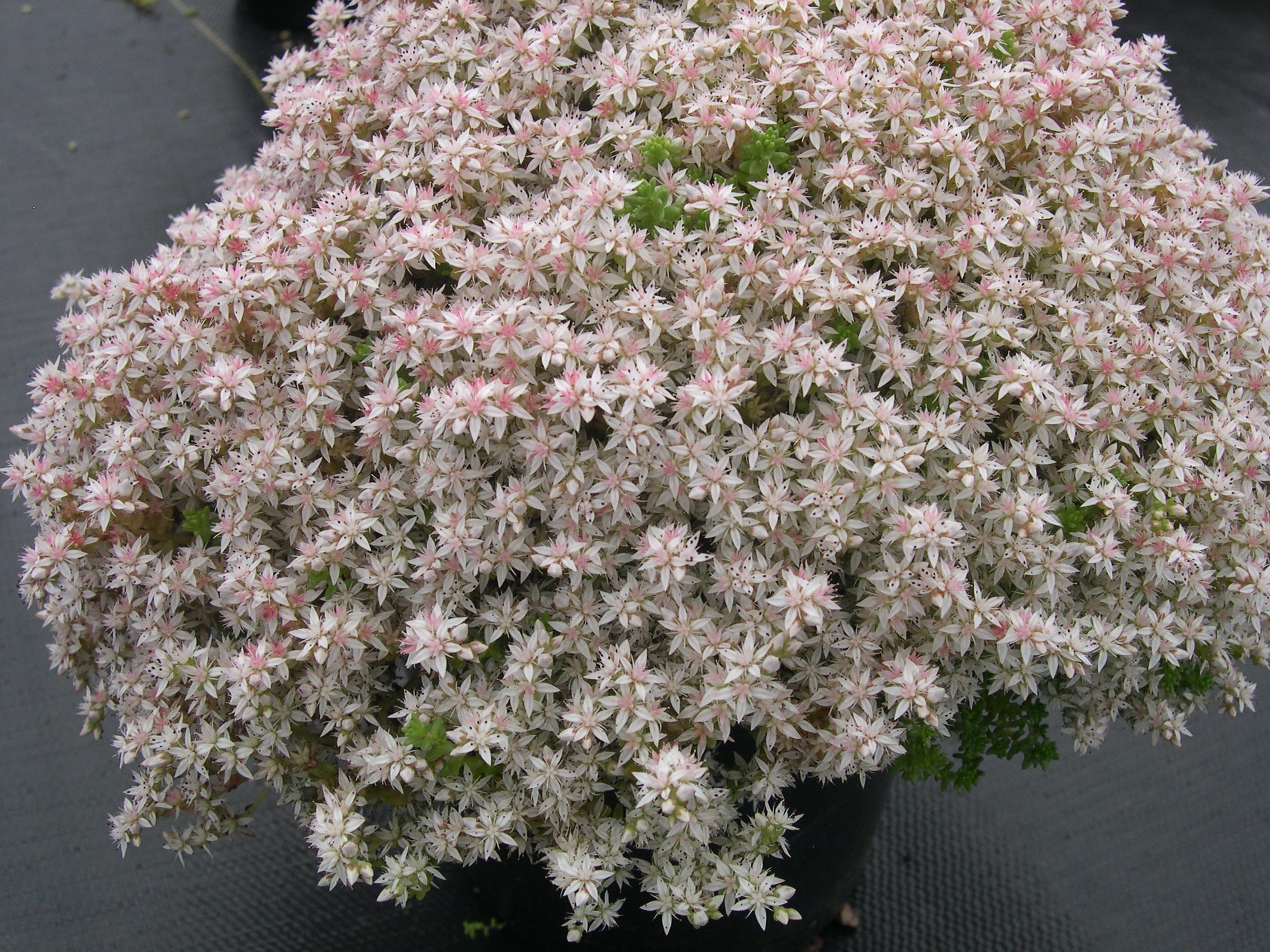 Sedum anglicum 'Valle de Al  7-10-08 (1)