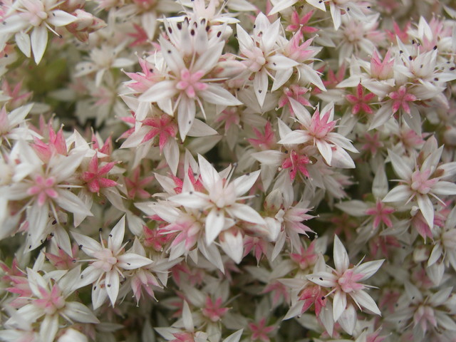 Sedum anglicum 'Valle de Al  7-10-08 (3)