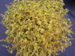 Sedum borissovae 7-10-08 (1)