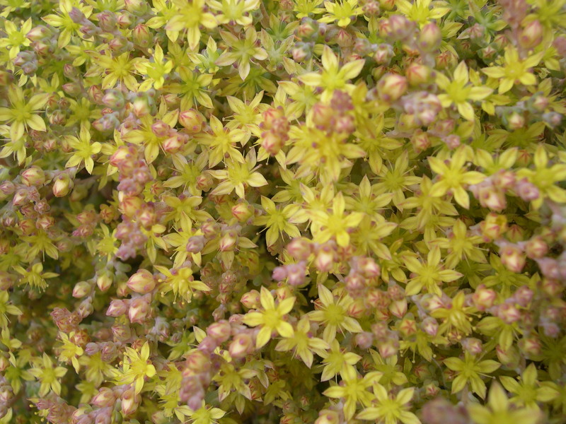 Sedum borissovae 7-10-08 (3)