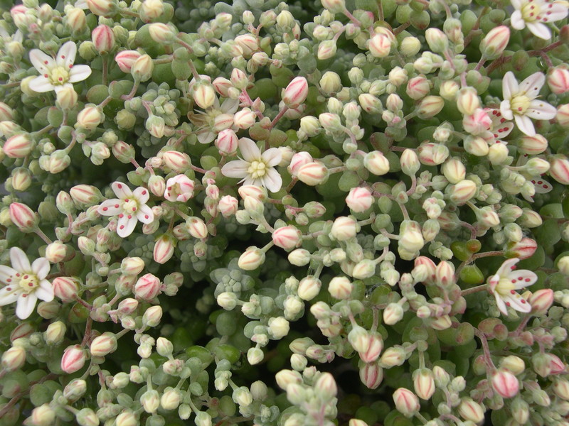 Sedum brevifolium quinquefarium  7-10-08 (1)