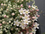 Sedum brevifolium quinquefarium  7-10-08 (2)