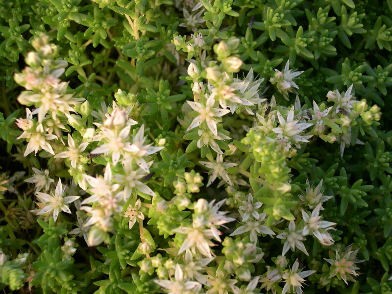 Sedum anglicum (2)