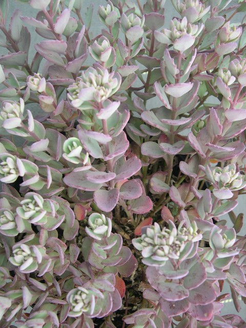 Sedum cauticolum 'Bertram Anderson'  7-10-08 (1)