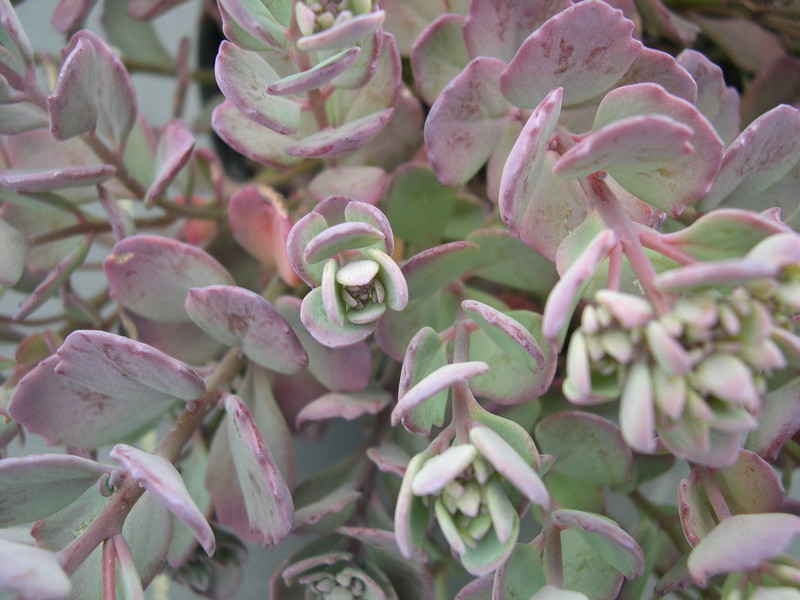 Sedum cauticolum 'Bertram Anderson'  7-10-08 (2)