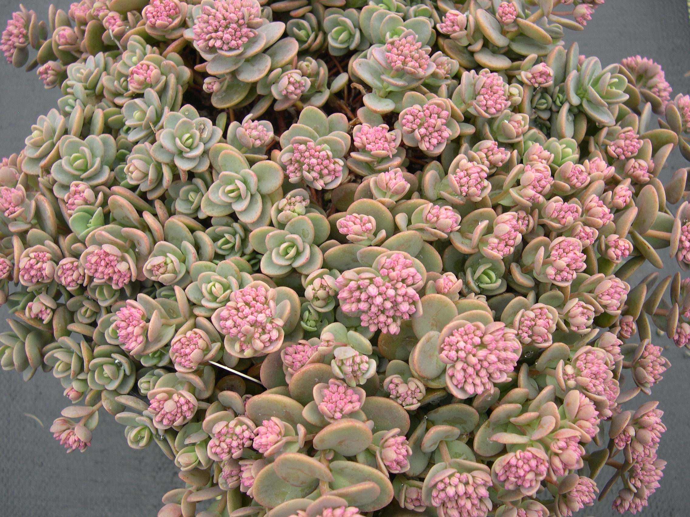 Sedum cyaneum 7-10-08 (1)