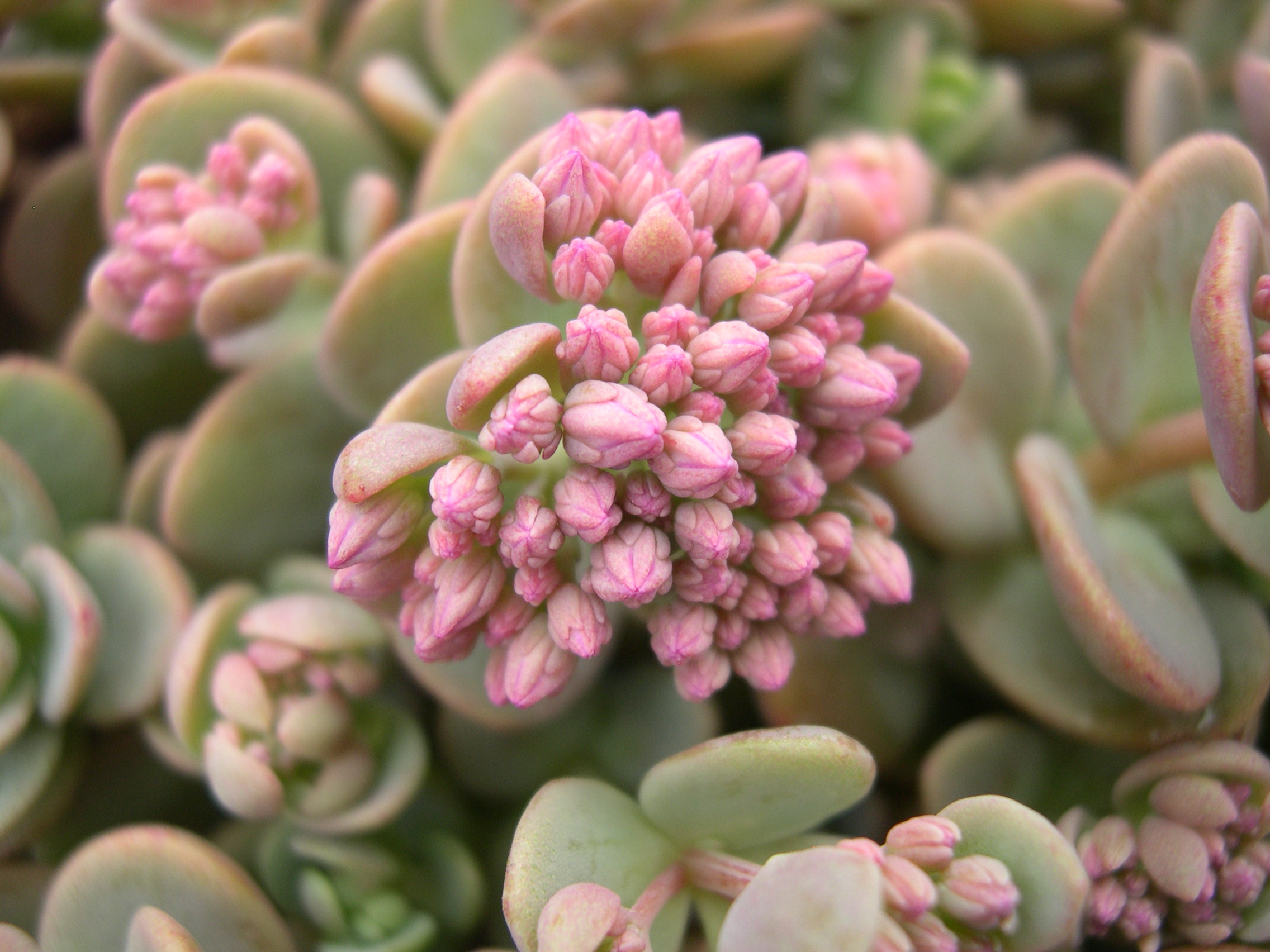 Sedum cyaneum 7-10-08 (2)