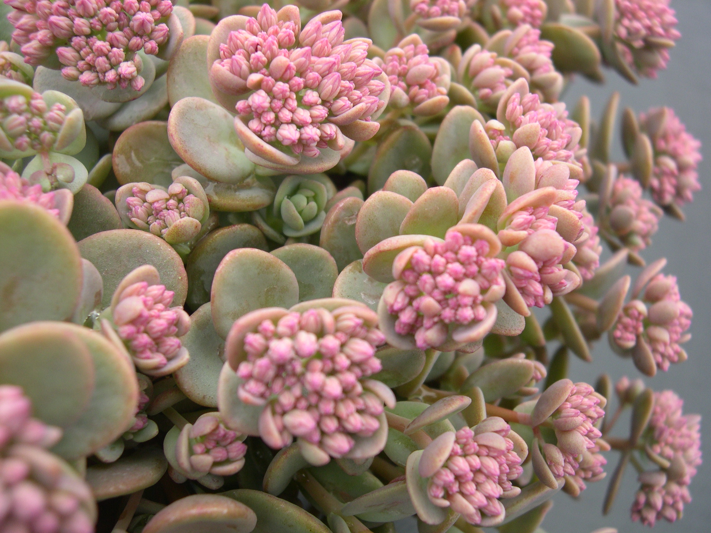 Sedum cyaneum  [Hylotelephium cyaneum] (3)