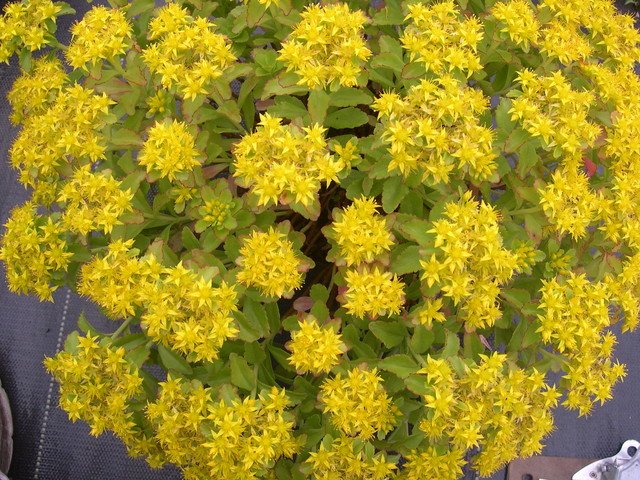 Sedum ellacombianum 7-10-08 (1)