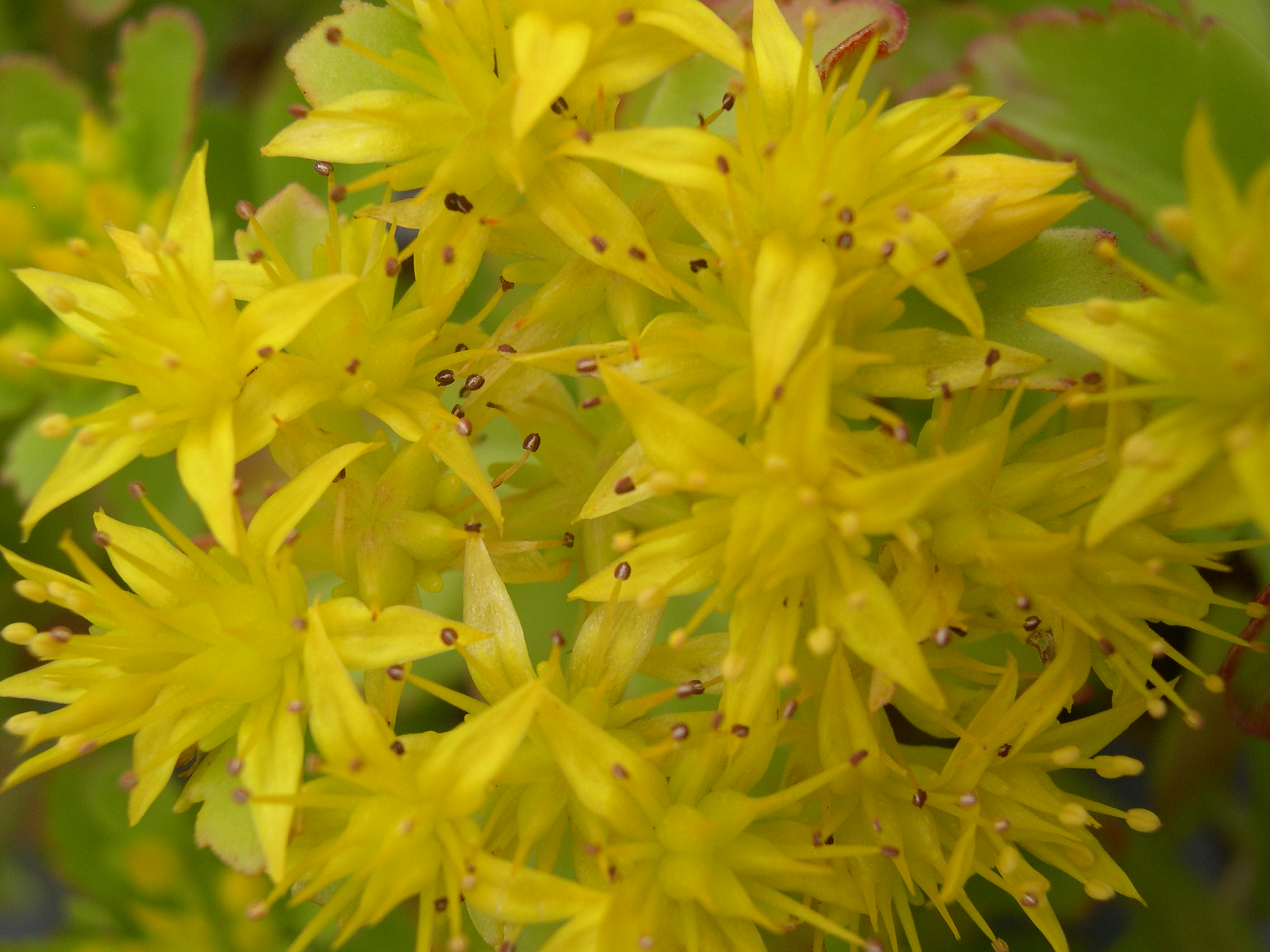 Sedum ellacombianum 7-10-08 (2)