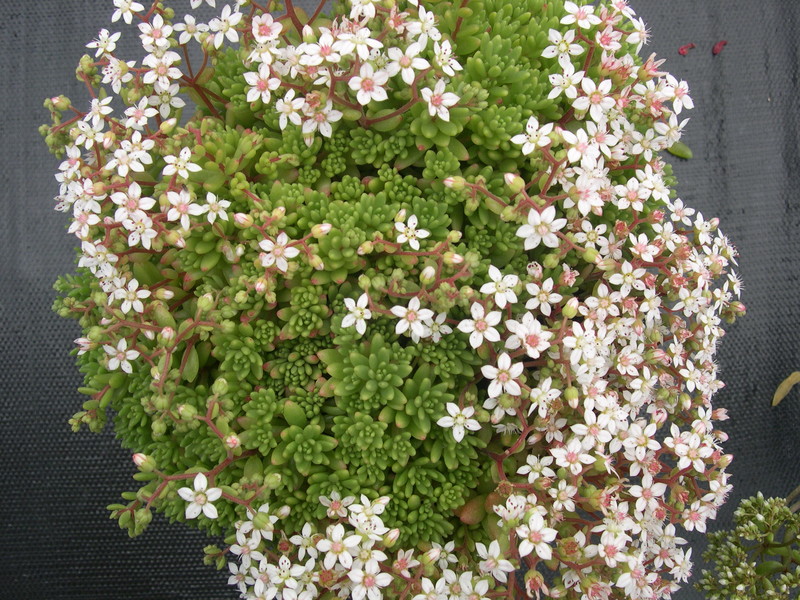 Sedum hirsutum 7-10-08 (1)