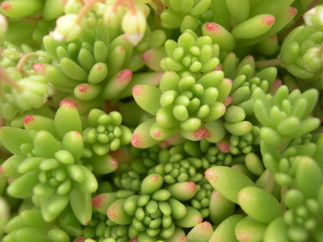 Sedum hirsutum 7-10-08 (2)