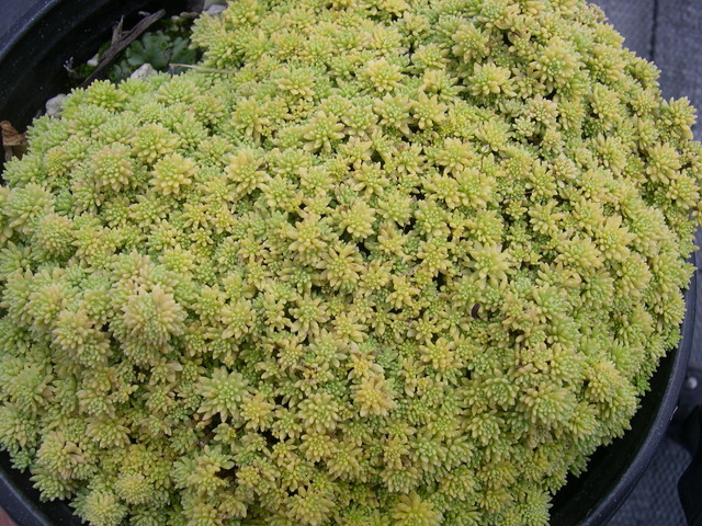 Sedum hispanicum 'Aureum' 7-10-08 (1)